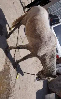 اس.ب مادیان