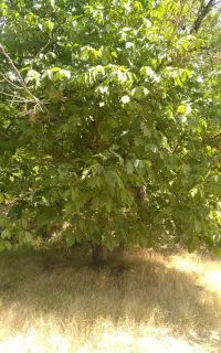 ۱۵۶۰ متر باغ گردو