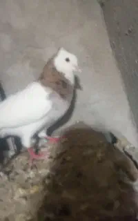 کبوتر طوقی