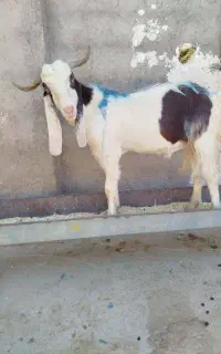 بز نر پاکستانی