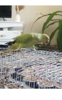 طوطی ملنگو گمشده