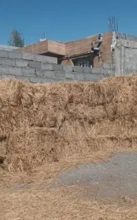 گیاه