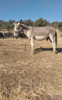 خر نر اخته جوان باری وکاری ارام اصیل