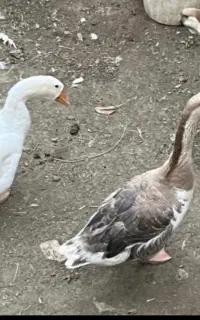 قوغاز