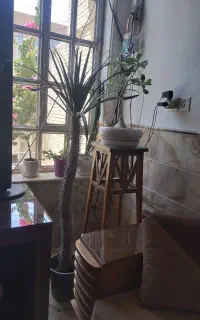 نخل ماداگاسکار +۱/۵ متر