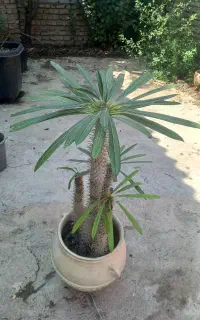 گل ماداگاسکارا
