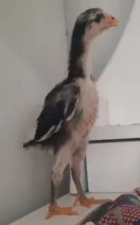 جوجه لاری