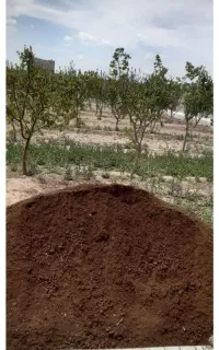 کود گاوی درجه یک