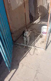 سگ گم شد