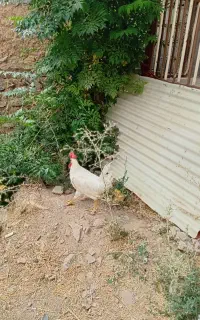 خروس فروشی