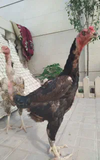 مرغ لاری اصیل