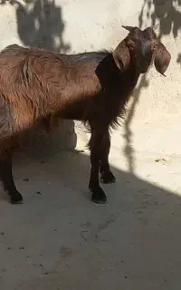 بزغاله ماده چپش واسه قربانی