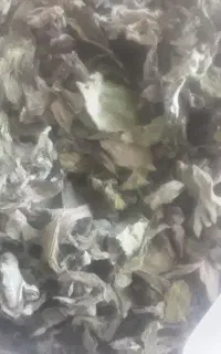 پونه
