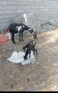 نری