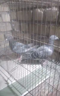 کوهی پلاکی