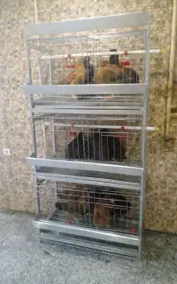 قفس مرغ