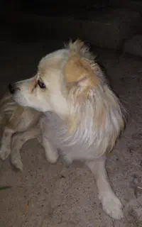 سگ پا کوتاه نر نژاد فوق خوشگل