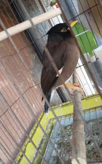 مرغ مینا سخنگو