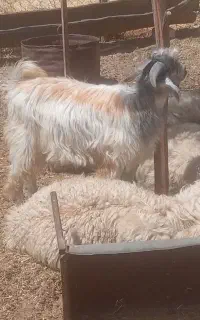 بزغاله