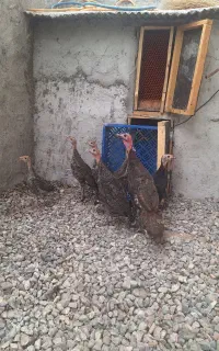 8 عدد بوقلمون دوماهه و پنج عدد جوجه اردک اسراعیلی