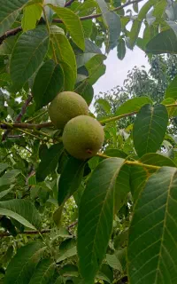 بادام و. گردو