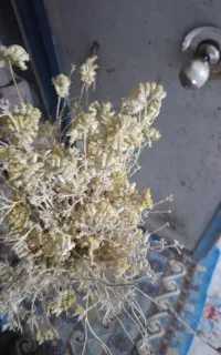 کلپوره