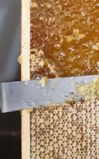 خدمات برداشت عسل