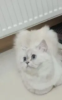 گربه پرشین....