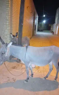 الاغ ماده