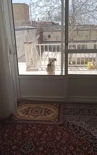 سگ پاپی بازیگوش