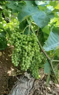 غوره دشمن زیاری