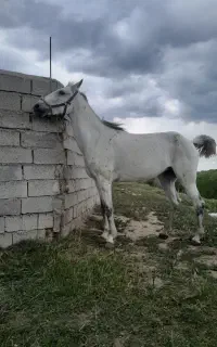 اسب مادیان