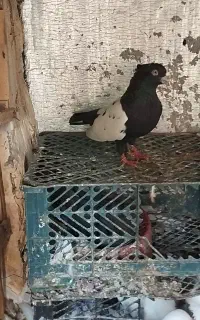 کبوتر صرب پلاکی سینه ای