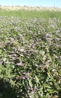 نعنا  عرق گیری