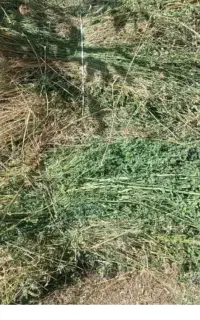 علوفه