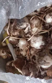 موسیر  کوهی طبیعی