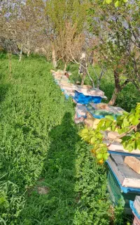 کندوی  زنبور عسل