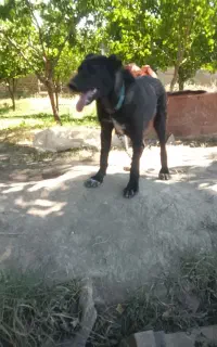 سگ سرابی