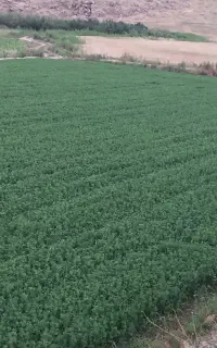 یونجه ساقه باریک بغدادی