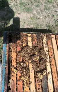فروش کندوی زنبور عسل