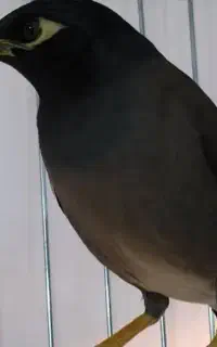 مرغ مینا فوق سخنگو