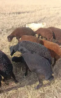 بره قره قزل افشار