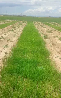 نهال نشا پیاز