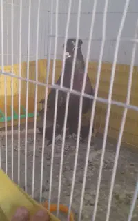 باسلام