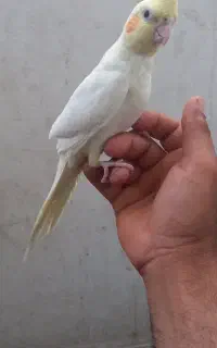 عروس هلندی نر