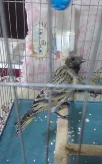 گلبسر