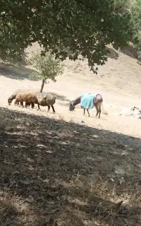 خر گلی است ماده است
