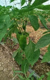 همکار برای گلخانه