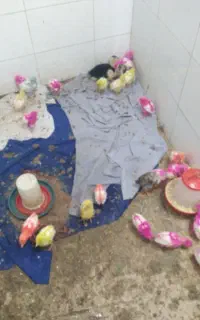 جوجه