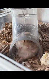 همستر چشم شرابی کمپل ماده
